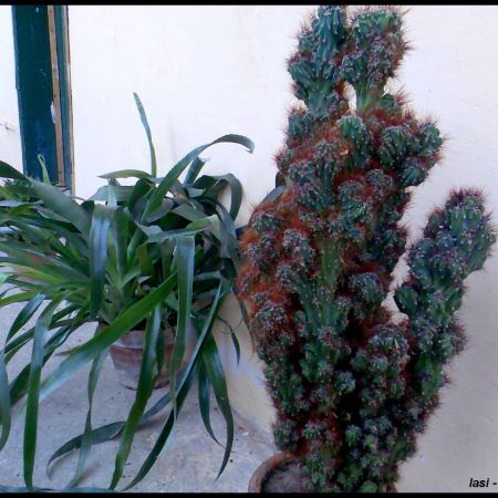 Cactus si bilbergia